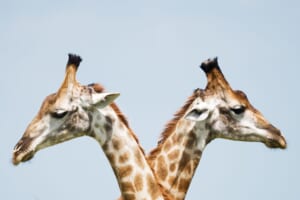 営業プロセスを見える化する２つの方法：ExcelとSFAを徹底比較|Senses.Lab|top